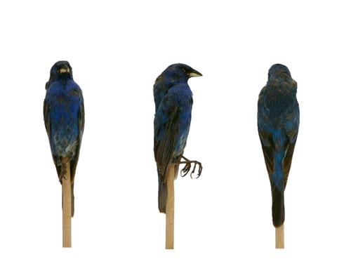 Indigo Bunting